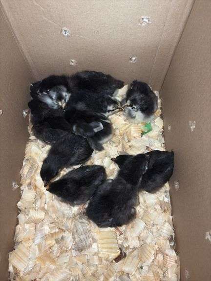 10 Black Australorp Pullets