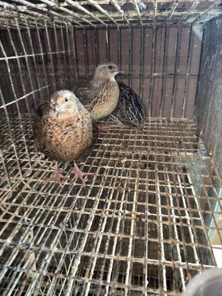 3 Coturnix Quail Hens
