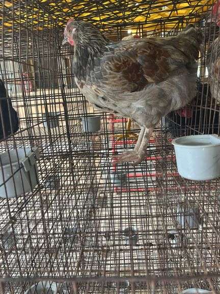 Olive Egger Cockerel