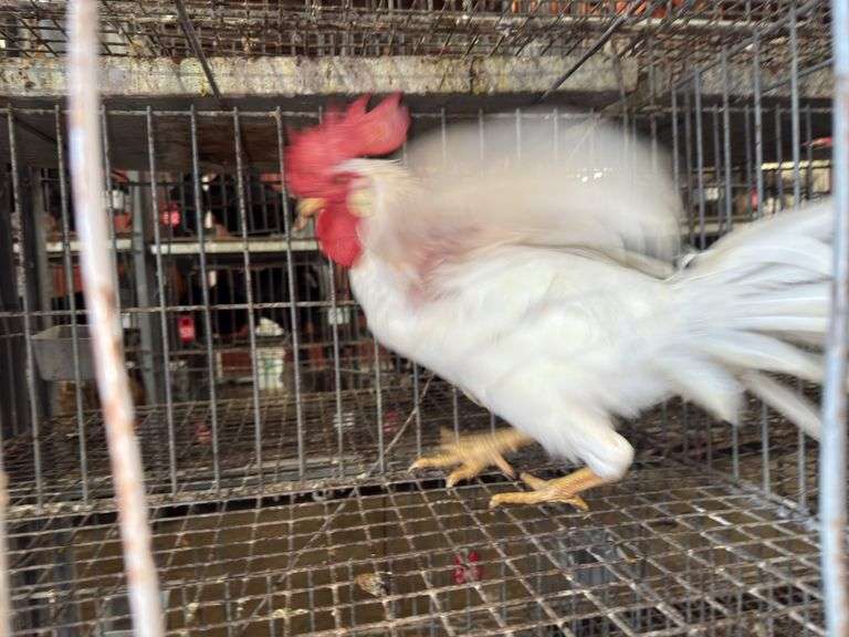 Leghorn Rooster - 3 Months Old