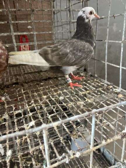 2 Roller Pigeons