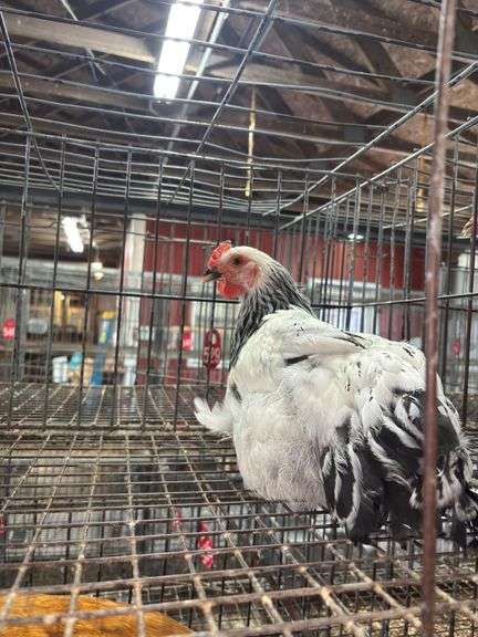 Light Brahma Chicken