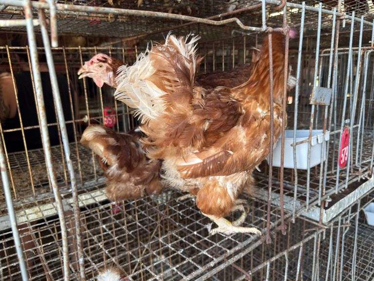 3 Rhode Island Red Hens
