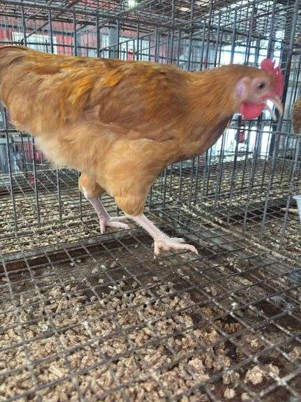 Buff Orpington Chicken