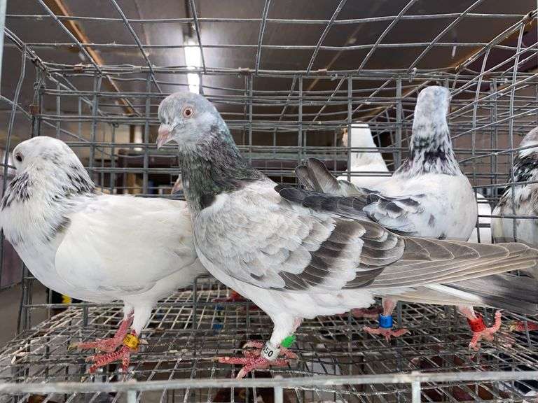 3 Tippler Pigeons