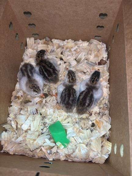 4 Royal Purple Guinea Keets - 1 Wk Old