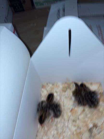 4 French Pearl & Pied Guinea Keets