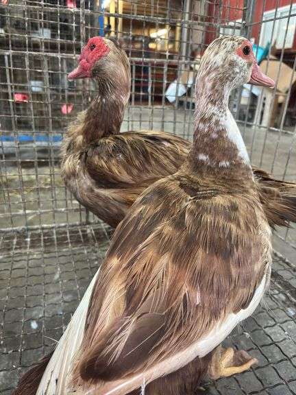Pair of Muscovy Ducks - 1 Has Blood On Wings