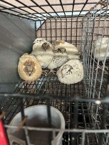 6 Italian Quail - 5 Wks Old