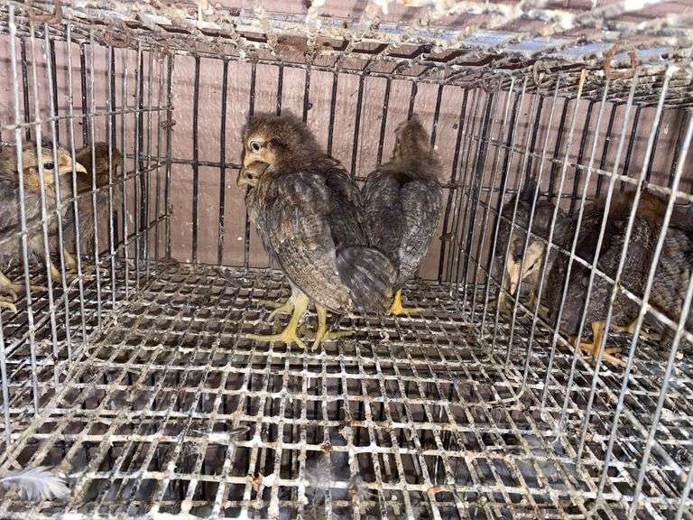 3 Cream Legbar Pullets
