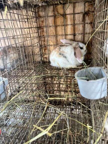 Holland Lop Bunny