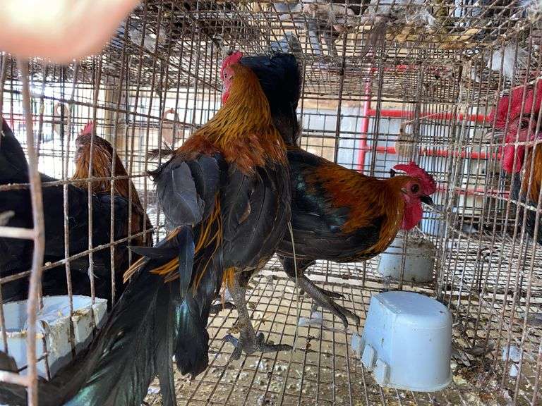 2 Banty Roosters
