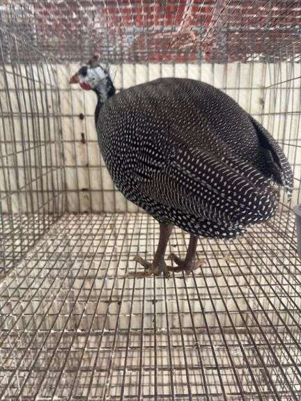 Pearl Guinea Hen