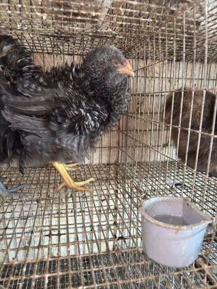 2 Mini Frizzle Pullets