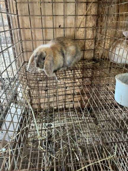 Holland Lop Bunny