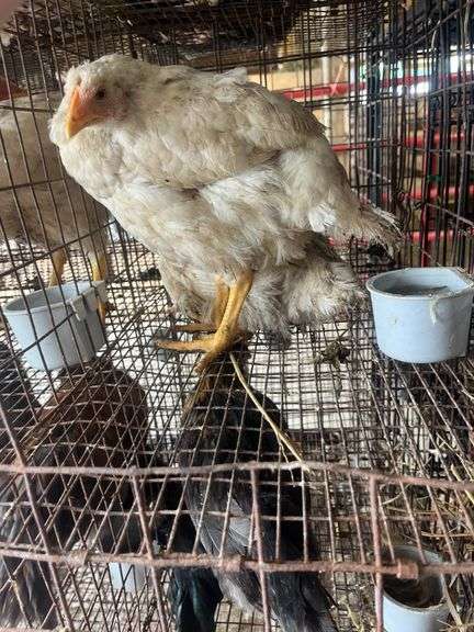 2 Meat Chickens