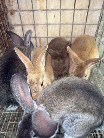 5 Flemish Giant Mini Rex Mix Rabbits