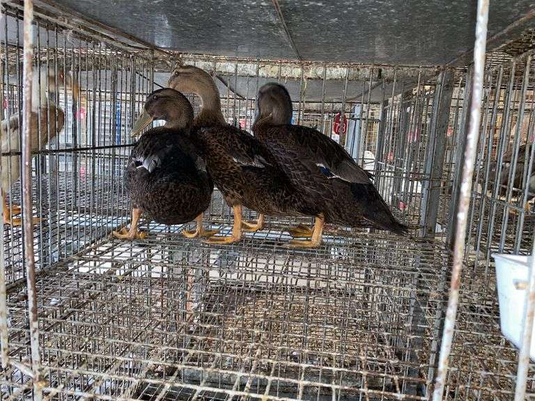 3 Rouen Hen Ducks