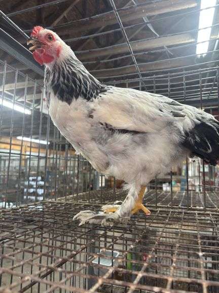 Light Brahma Chicken