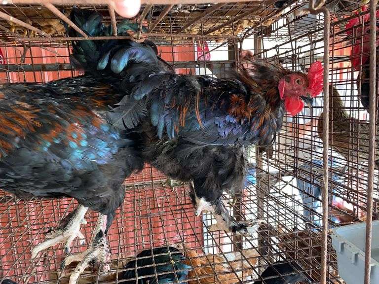 2 Maran Cross Roosters
