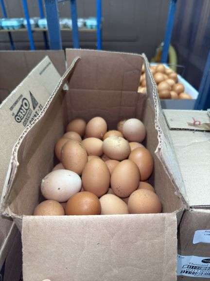 7 Doz Xlarge Brown Eating Eggs