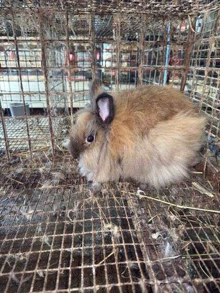 Brown Grey Lionhead Doe - Exposed to Lionhead Buck