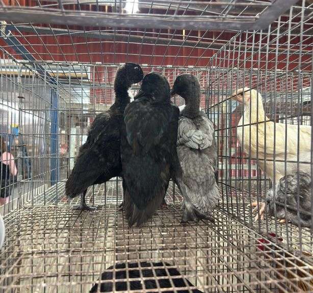 3 Call Ducks - Just Feathered Out