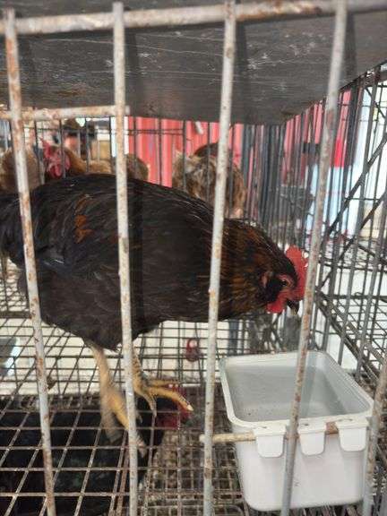 1 Rooster