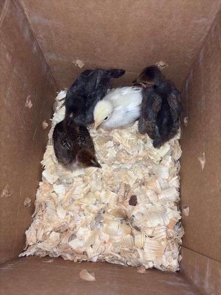 4 Turken Chicks