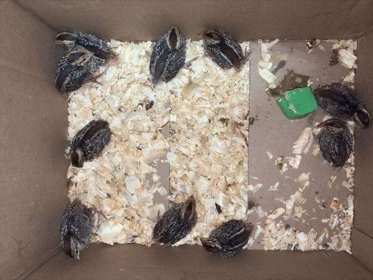 10 Bobwhite Quail - 2 Wks Old w/ Permit
