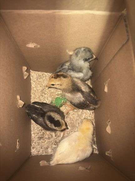 4 White True Blue Chicks