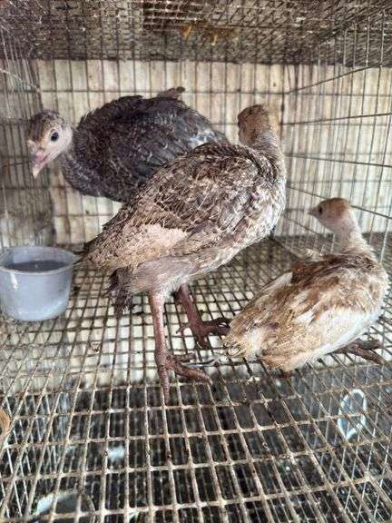 3 Turkey Poults