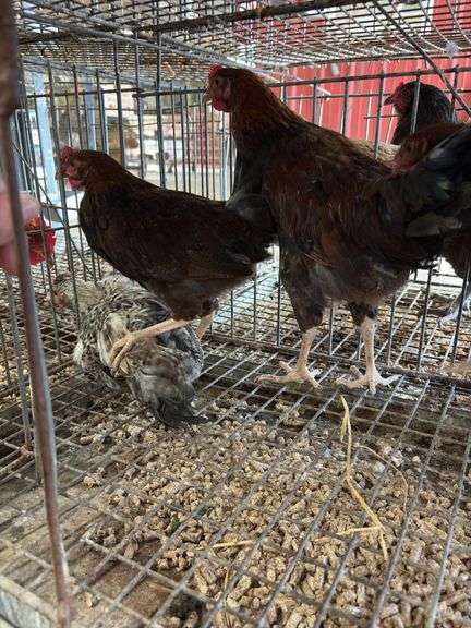 4 Barnyard Mix Roosters