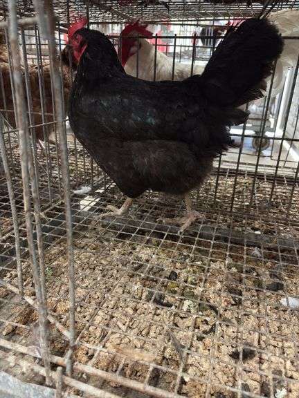 American Mix Hen - 1 Yr Old
