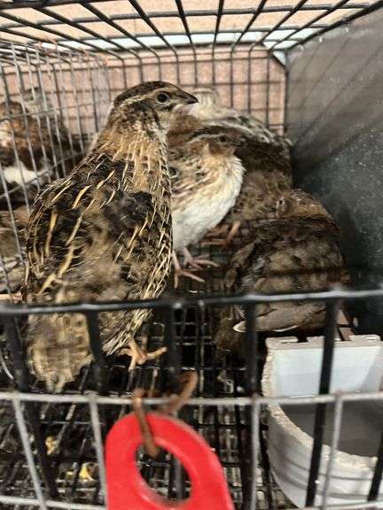 7 Celadon Mix Quail - 5 Wks Old