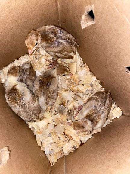5 Bourbon Red Turkey Poults