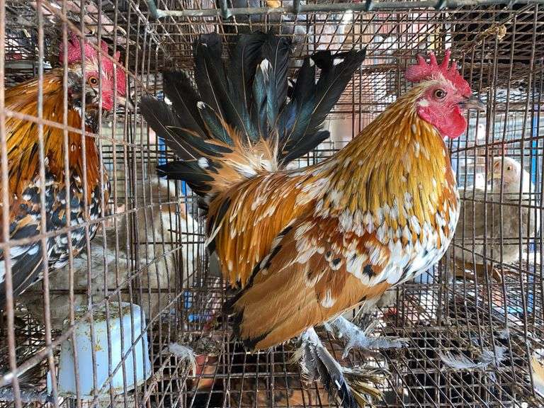 Mille Fluer Duccle Rooster