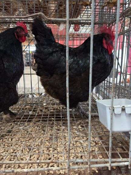 2 Black Australorp Hens