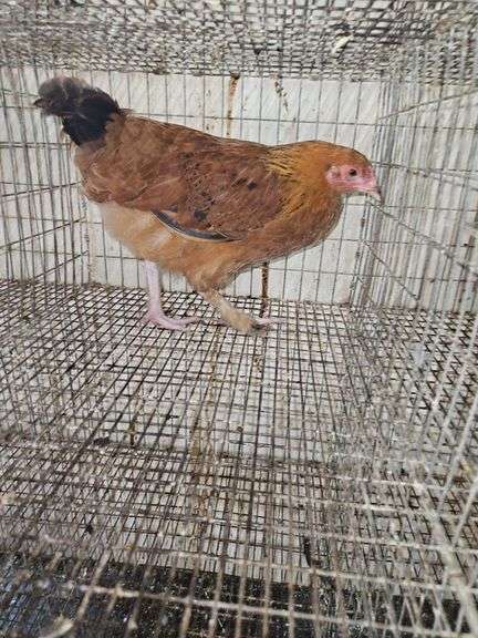 Maran Rooster