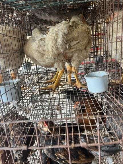 2 Meat Chickens