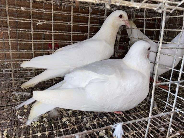 2 White Pigeons