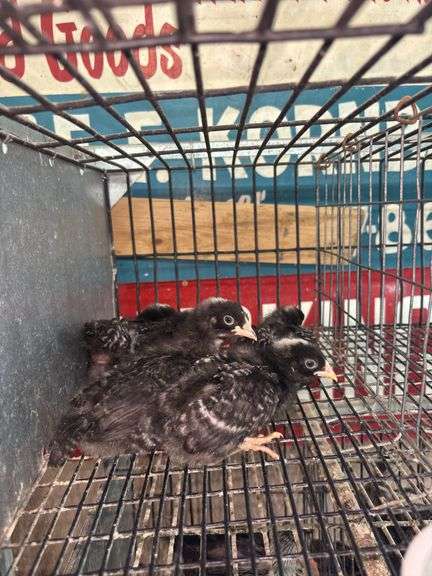 5 Barred Rock Chicks - 3 Wks Old