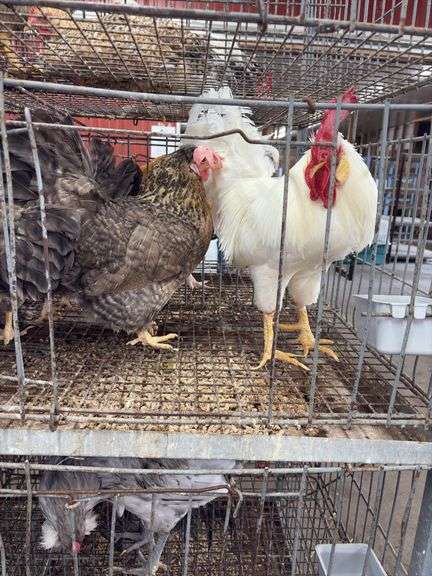 3 Cream Legbar Hens & 1 White Legbar Rooster