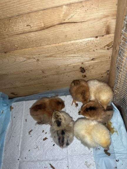 6 Easter Egger Chicks