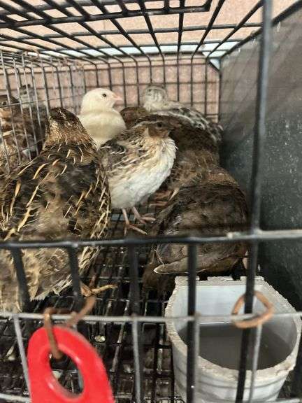 7 Celadon Mix Quail - 5 Wks Old