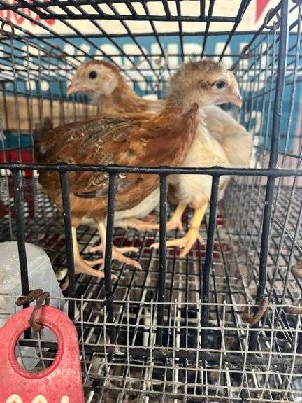 4 Pullets - 3 Cochins & 1 Olive Egger