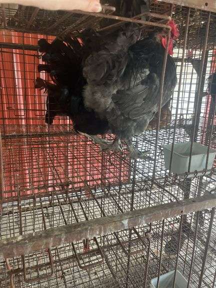 2 Maran Cross Roosters