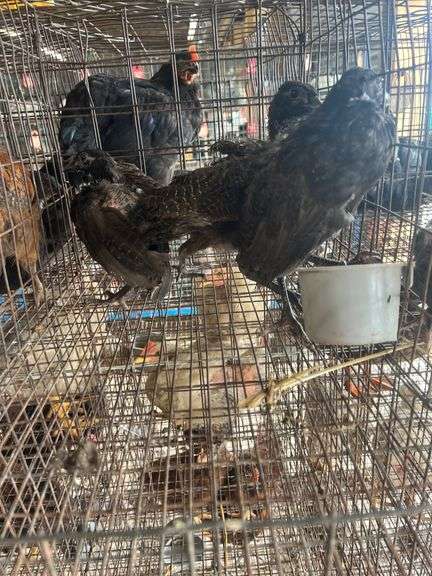 3 Melanistic Ringneck Pheasants w/ Permit