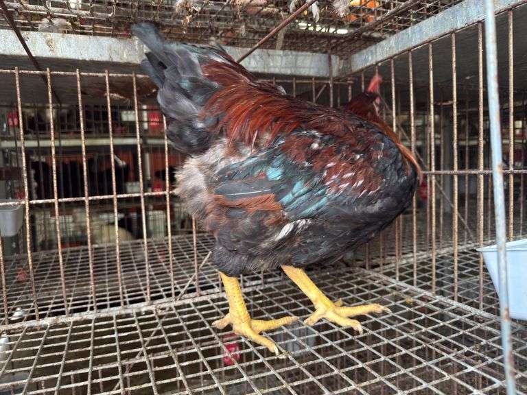 Barnyard Rooster - 3 Months Old