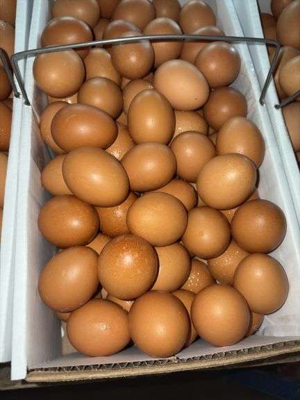 9 Doz Med Brown Eating Eggs